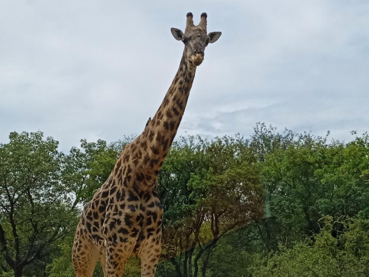 Eagle'S Crest Villa Marloth Park Exterior foto